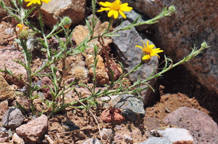 Slender Goldenweed blooms from February, March or April to October or November and prefers elevations from 3,000 to 7,500 feet (945-2,286 m). Xanthisma gracilie